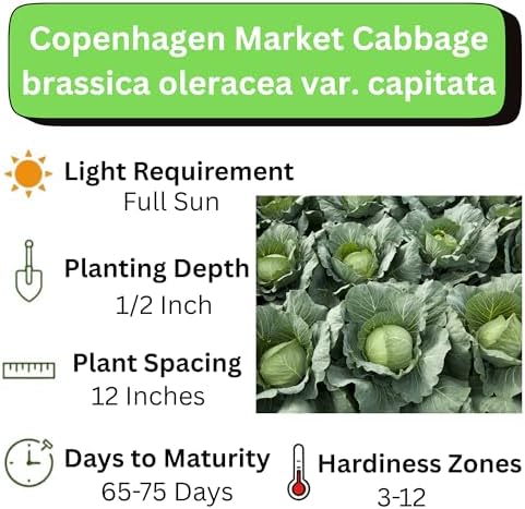 6000+ Green Cabbage Seeds for Planting - Heirloom Non-GMO - Image 2