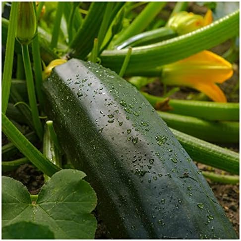 40 Dark Green Zucchini Summer Squash Seeds - Gold Vault Seed Packet - Image 4