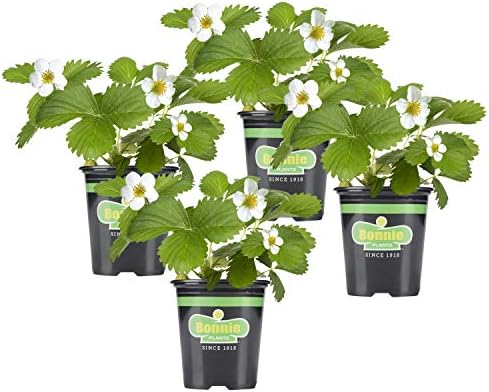 Bonnie Plants Strawberry, Live Plant, 19.3 oz. (4-Pack) by BonniePlants