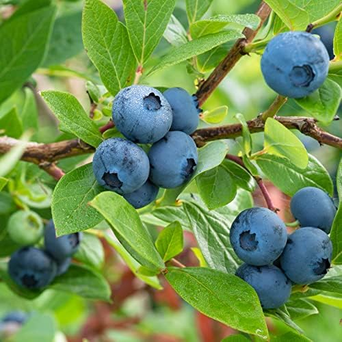 Perfect Plants Rabbiteye Blueberry Bush, 1 Gallon (3-Pack), Live Fruit - Image 4