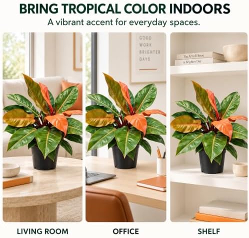 Philodendron Prince of Orange Live Plant in 2" Pot - Image 6