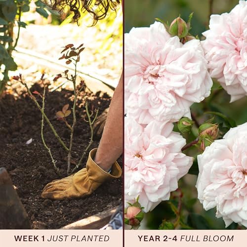 Heirloom Climbing Roses, Live Own Root Plant, Awakening™ - Image 3