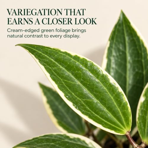 Hoya Macrophylla Variegata Live Plant | Hoya Variegated Starter Plants - Image 2