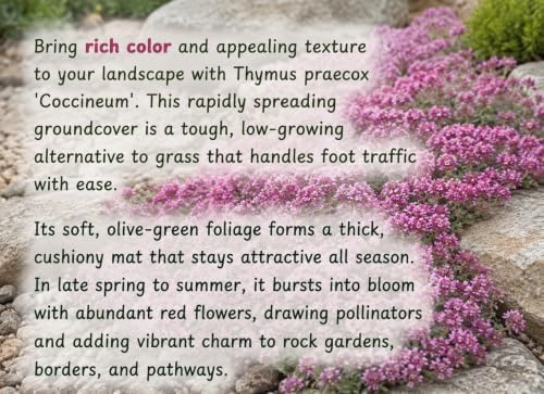 Creeping Thyme - Live Plant in 3.5" Pot - Image 4
