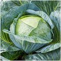 1 Oz Late Flat Dutch Cabbage Seeds - Gold Vault by Everwilde+Farms