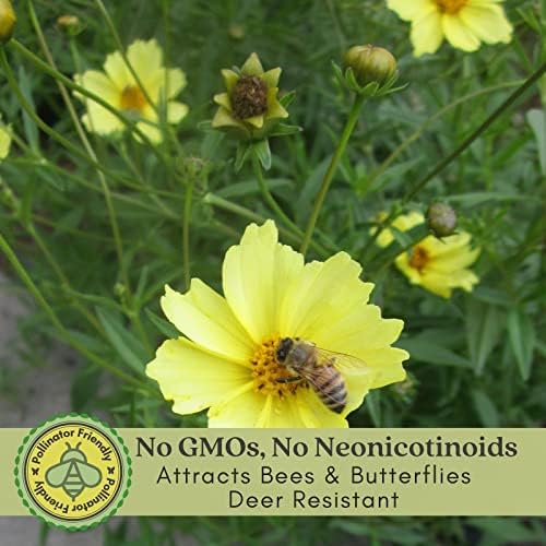 Clovers Garden Coreopsis Moonbeam (Tickseed) Plants – Two (2) Live Plants – Non-GMO - Not Seeds - Each 4" to 8" Tall – in 4" Inch Pots – Hardy Flowering Perennial, Pollinator Favorite - Image 3