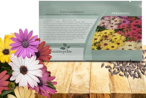 Outsidepride Grand Canyon Mix Osteospermum African Daisy Seeds - 10 Pcs. Perennial Flower Seeds for Planting Outdoors with Long-Lasting Blooms, Drought-Tolerant, Easy to Grow for Sunny Garden & Border by Outsidepride
