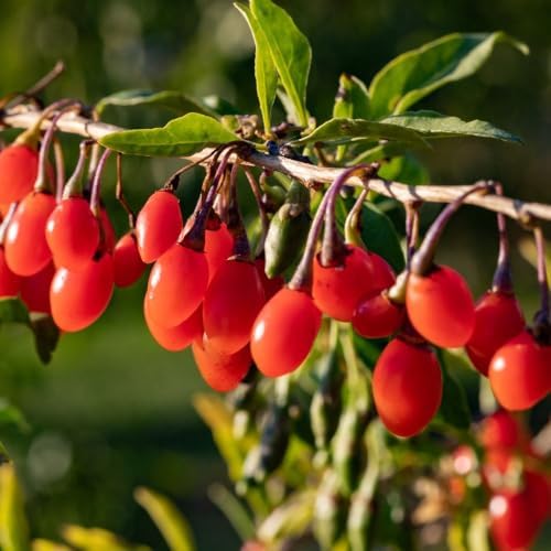 Live Goji Berry Plant, 4-8 Inches Tall, Goji Berry Plant Live - Image 3