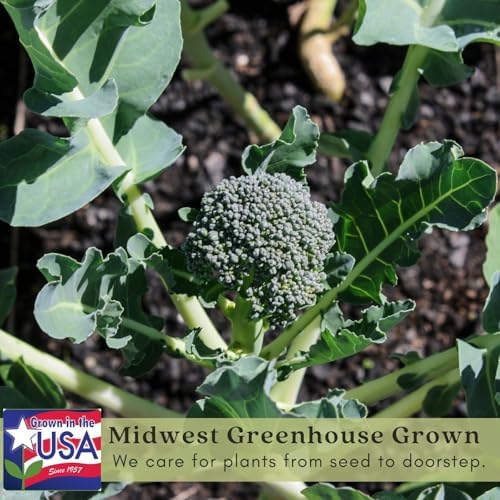Clovers Garden Broccoli Marathon Plants- Two (2) Live Plants – Non-GMO - Not Seeds - Each 4" to 8" Tall – in 4" Inch Pots - High-Yield, Cold Tolerant - Image 4