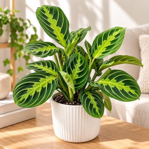 Live Plant, Lemon Lime Maranta Prayer Plant, Pet Friendly, Pet Safe, Air Purifying Plant, Easy Care, Live Indoor Plant, Houseplant, Rare Indoor Plant, Perfect Gifrt, 4 inch White Pot - Image 3