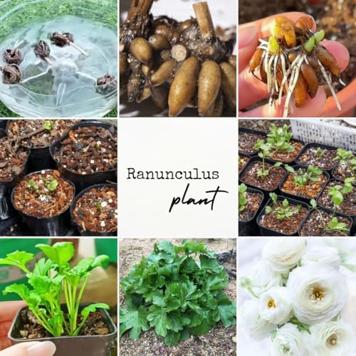 25 White Ranunculus Bulbs for Planting, Peony Perennial Flower - Image 5