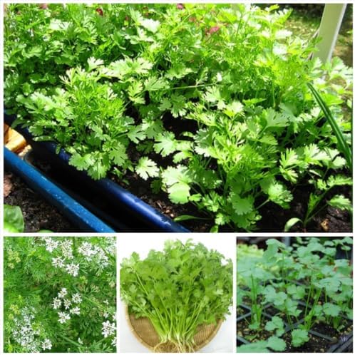 Cilantro Plant Live, 4 Inc Pot, Fragrant Herb Live Plant for Indoor Outdoor - Image 2
