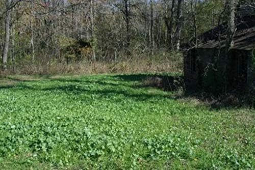 Whitetail Institute No-Plow Deer Food Plot Seed - Hardy, Fast-Growing Blend of Annuals for Areas Difficult to Access with Farming Equipment - Highly Nutritious and Attractive to Deer - Image 6
