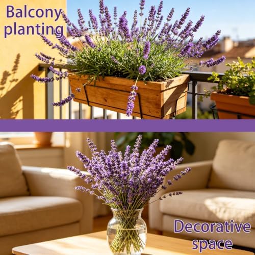 English Lavender Seeds, Fragrant Perennial Herb Lavandula, Easy to Grow - Image 5