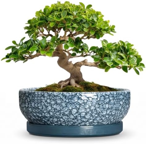 Bonsai Pots 13 Inch, Ceramic Succulent Planter with Tray, Scale Blue by Wliror