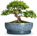 Bonsai Pots 13 Inch, Ceramic Succulent Planter with Tray, Scale Blue by Wliror
