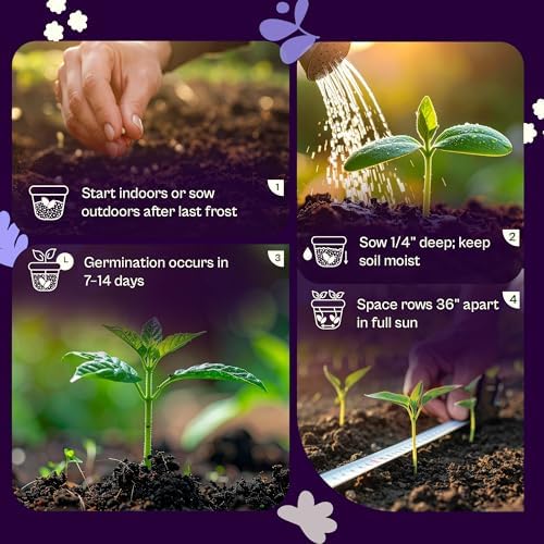 SVI 50 Asian Sour Leaf Roselle Seeds (Hibiscus sabdariffa) – Edible Roselle Hibiscus Flowers Seed Packets, Red Sorrel Garden Seed – Perennial Heirloom Vegetable Seeds Outdoor Garden, Containers - Image 5