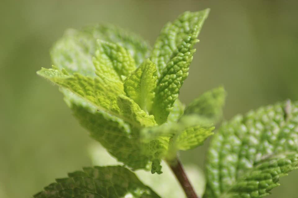 Greenwood Nursery: Live Perennial Plants - Mojito Mint + Mentha Villosa - [Qty: 1x 3.5 Pot] - (Click for Other Available Plants/Quantities) by GreenwoodNursery