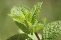 Greenwood Nursery: Live Perennial Plants - Mojito Mint + Mentha Villosa - [Qty: 1x 3.5 Pot] - (Click for Other Available Plants/Quantities) by GreenwoodNursery