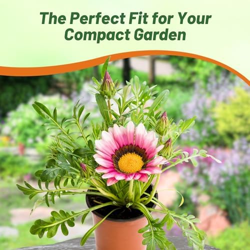 Outsidepride Kiss Rose Gazania Seeds for Planting – 50 Pcs Perennial, Low-Maintenance, Drought-Tolerant Ground Cover Seeds for Vibrant Summer & Fall Flowers, Great for Outdoor Gardens - Image 5