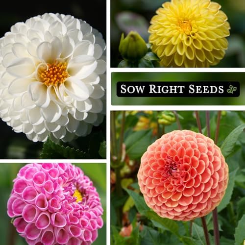 Sow Right Seeds - Pompon Dahlia Seed for Planting Your Own Flower Garden - Image 4