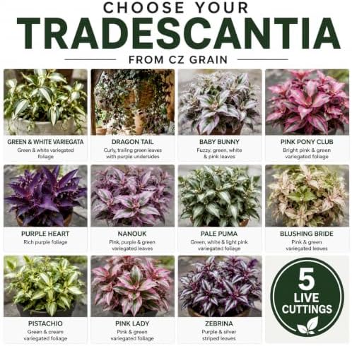 Pale Puma Tradescantia Live Plant, Wandering Jew, 5 Cuttings - Image 4