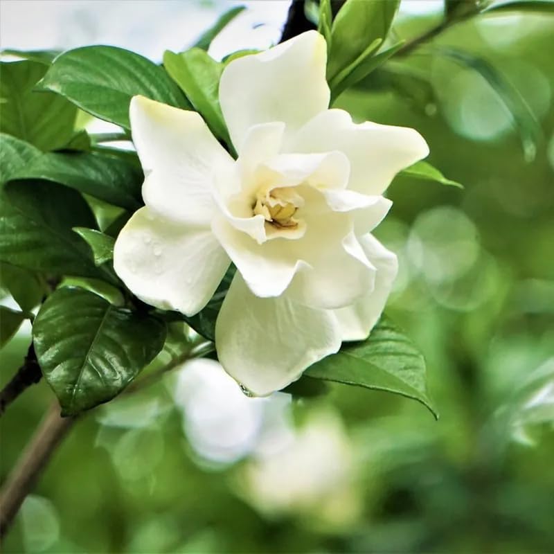 2 Frostproof Arabian Jasmine Plants, Indoor Outdoor Flower, 4-9 Inches - Image 6