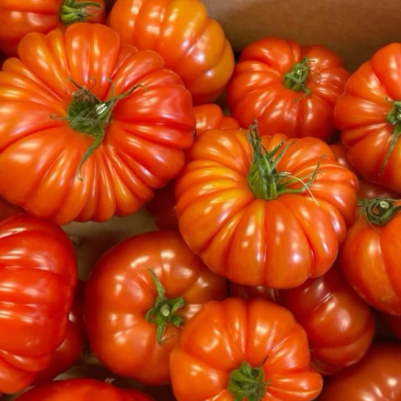 Beefsteak Tomato Plants Live in 4" Pot, 4-6 Inch Tall Starter Plants - Image 6
