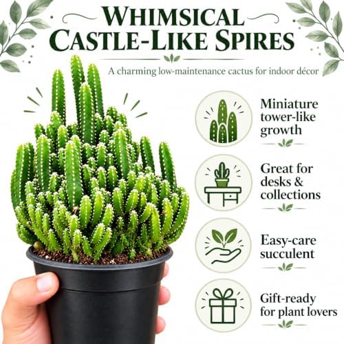 Fairy Castle Cactus Live Plant - Indoor Decorative Succulents - Image 6