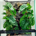 Fake Reptile Plants for Terrarium ,Tank Decor,Artificial Plant by KERUIDENG