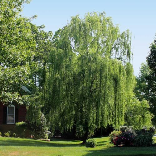Brighter Blooms Weeping Willow Tree, 6-7 ft. - Image 2
