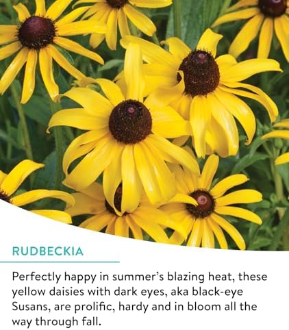 Burpee Wildflower Seeds Cutting Mix | 25,000 Bulk Seeds, Multi, 1 Bag | 15 Varieties of Non-GMO Flowers | Perennial Wildflower Mix | Covers 1,000 Sq. Ft. - Image 4