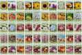 Set of 50 Flower Seed Packets! Flower Seeds in Bulk, 15 or More Varieties Available! by BlackDuckBrand