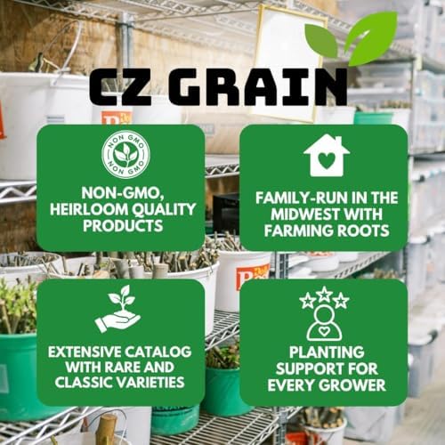 Gold Flame Willow Cuttings for Planting - Fast Growing Live Willow Tree Starts, Brilliant Golden Yellow Branches, Ornamental Privacy Screen, Windbreak and Landscape Trees, 5 Cuttings - Image 4
