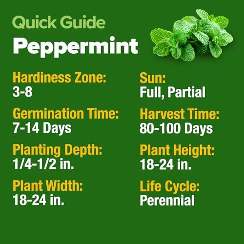 HOME GROWN Peppermint Seeds, 2,370 Seeds, Mentha x piperita - Image 6