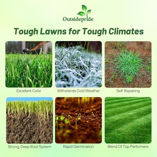 Outsidepride Combat Extreme Northern - 50 Lbs Turf Type Fescue & Kentucky Bluegrass Lawn Grass Seed Mix, Pure Raw Seed w/ 0.00% Other Crop & Weed - Image 3