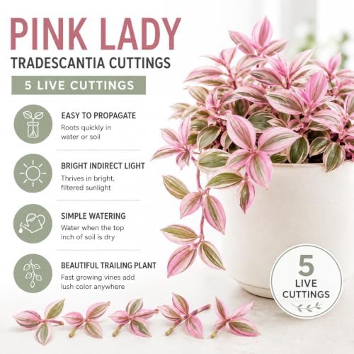 Tradescantia Live Plant Cuttings, Wandering Jew Cuttings, 5 Pink Lady - Image 4