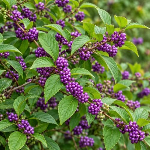 American Beautyberry Shrub/Bush - 12-14" Tall Live Plant - Gallon Pot - Image 5