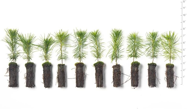 White Pine Live Tree Seedlings Plug | 6"-12" | Arbor Day Foundation - (Due to Agricultural Laws, Unavailable to AZ, CA, ID, ME, MT, OR or UT) (10-Pack) - Image 2