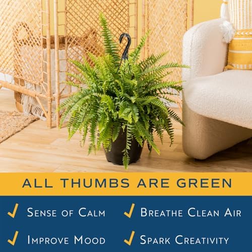 Costa Farms Boston Fern, Live Indoor Plant, Easy Care, Home Decor - Image 2
