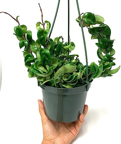 6" Hoya Compacta aka Hoya Hindu Rope in Hanging Pot Live Hoya Plant Air-Purifying Plant(Hoya Compacta, 6" Hanging Pot with Multiple Plants, Very Short Right Now) - Image 7