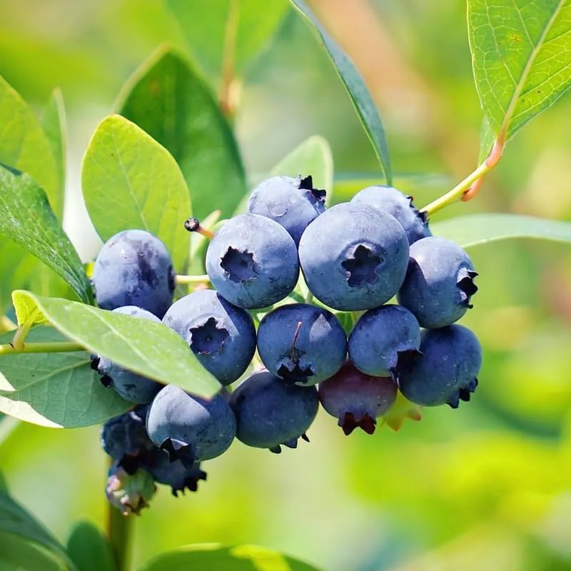 2 Misty Blueberry Plants Live, Sweet Berry Shrub, 5-12" Tall - Image 2