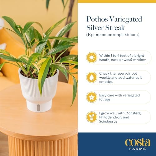 Costa Farms Pothos Amplissimum, Live Indoor Plant, Air Purifying - Image 5