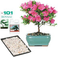 Brussel's Bonsai - Small Live Satsuki Azalea Bonsai Tree Gift Kit by BrusselsBonsai