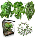 5 Pcs Reptile Plants & Habitat Decor Kit - 3 Artificial Plants & Large 5ft Jungle Vine Branch, Terrarium Tank Decor & Climbing Accessories for Gecko (Polka Dot Begonia, Monstera Adansonii, Alocasia) by FuntinshdyBrand