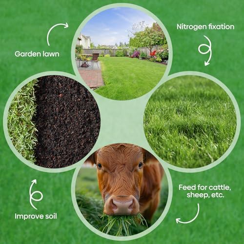 Winter Rye Seeds 5lbs Cover Crop Seeds Annual Secale Cereale to Plant - Image 7