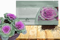 Outsidepride Ornamental Cabbage Flower Seeds - 1000 Pcs. Annual, Cold Tolerant & Low Maintenance, Flower Seeds for Planting Vibrant Mixed Blooms, Great for Garden Edging, Borders, & Container Displays by Outsidepride