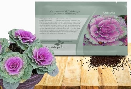 Outsidepride Ornamental Cabbage Flower Seeds - 1000 Pcs. Annual, Cold Tolerant & Low Maintenance, Flower Seeds for Planting Vibrant Mixed Blooms, Great for Garden Edging, Borders, & Container Displays by Outsidepride