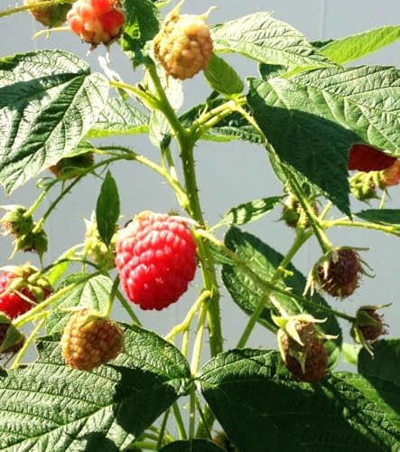 200 pcs Red Raspberry Seeds Red Raspberry Sweet Fruit Vigorous Cold-Hardy - Image 6