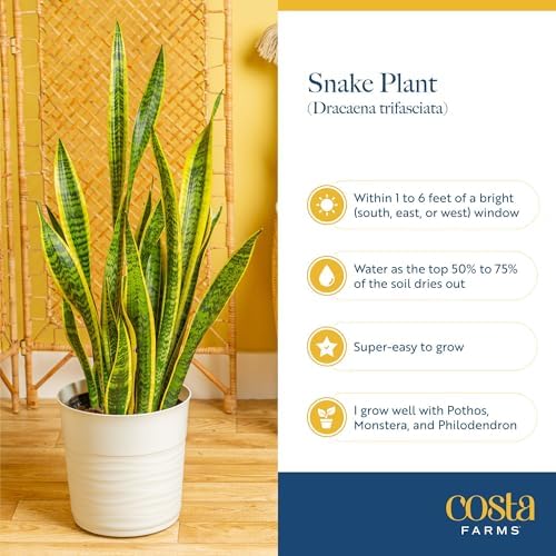 Costa Farms Snake Plant, Live Indoor Plant, Air Purifying, Low Light, Easy - Image 6